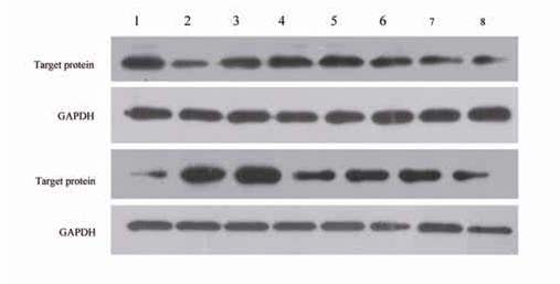 Western blot 